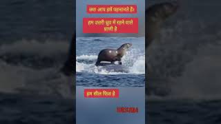 सील फिश seal fish amazingfacts amazingfacts seal seal facts wildlife animals animals [upl. by Akcimehs]