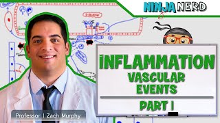 Immunology  Inflammation Vascular Events Part 1 [upl. by Notned]