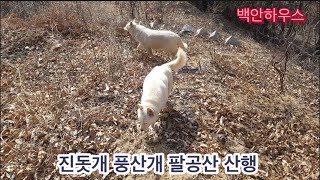 진돗개 풍산개무리 팔공산 산행 백안하우스풍뢰 진돗개 풍산개 [upl. by Miriam]