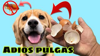 Como Eliminar PULGAS con CASCARAS DE HUEVO [upl. by Scholem299]