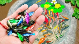 rainbow fish babykoi fish rainbow eggsfish babyfish baby sleepstop motion fishcolorful fish [upl. by Mccowyn525]