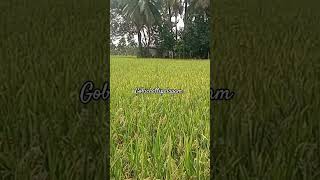 Gobichettipalayam 🌾🌾🌾 [upl. by Eniak]