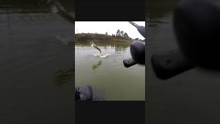 Pike fishing 🐊 fishing bigpike lineadepesca fish lucio pescapike pikefishing carp fishing [upl. by Aeriela]