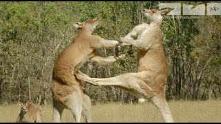 KANGAROO FIGHT [upl. by Elleinod]