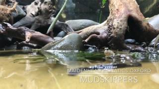 Mudskipper aquascape [upl. by Bouley]