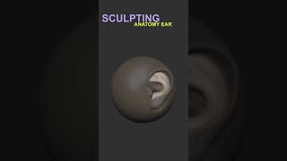 Master 3D Sculpting Anatomy  Create a Stylized Ear for a Character in ZBrush [upl. by Eustis]