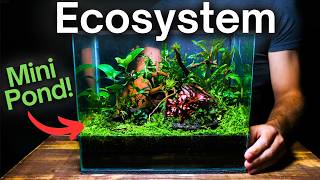 Creating an Ecosystem With a Mini Pond Inside [upl. by Lurie159]