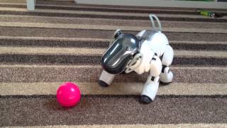 Playing with Sony ERS7 Snoopy Aibo Dog  Part 3 [upl. by Roque464]