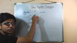 Gene regulation in prokaryotes [upl. by Felder]