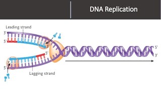 DNA REPLICATION [upl. by Bastien]