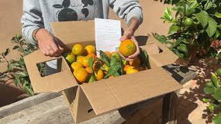 Clementinen  Naranjas del Carmen [upl. by Assena]