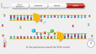 Animated PCR Real Time qPCR procedure [upl. by Rosen]