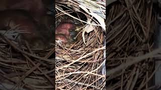 Red throated parrot finch chicks in nest bird birds nature animals [upl. by Bostow]