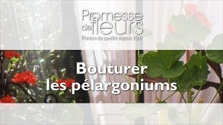 Bouturer un Pélargonium  Vidéo jardin pas à pas [upl. by Harragan745]