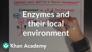 Enzymes and their local environment  MCAT  Khan Academy [upl. by Dorsy]