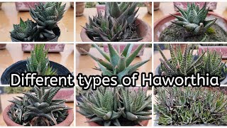 Different types of Haworthia  Haworthia plant with their names  Different kinds of cactus plants [upl. by Sadoc991]