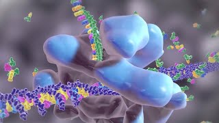 How Your Body Creates Proteins [upl. by Farver]