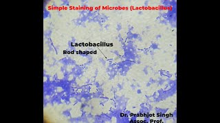 Simple staining of Bacteria Lactobacillus [upl. by Nee]