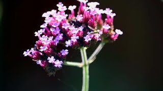 How to Save Verbena Bonariensis Seeds [upl. by Marijo386]