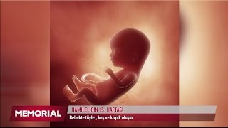 15 haftalık gebelik döneminde neler oluyor [upl. by Antsirhc641]