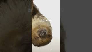 sloths 10 interesting facts about sloths [upl. by Siver]