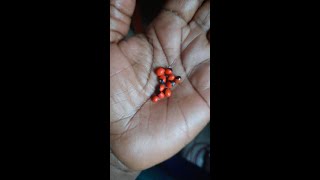 SPIRITUAL BENEFITS OF CRABS EYES OMISIMISI SEEDS AND LEAVES [upl. by Caesar]