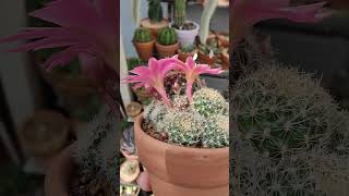 Rebutia pink Sensation in bloom  bikolanahardinera shortvideo cactus rebutia [upl. by Canty]