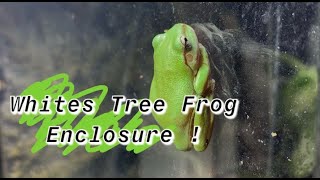 Whites Tree Frogs Enclosure The Build Before the Beast [upl. by Grote]