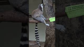 環尾狐猴Ringtailed LemurTaipei Zoo [upl. by Aniret]