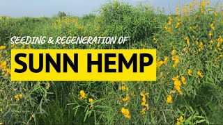 Seeding amp regeneration of Sunn Hemp [upl. by Ener]