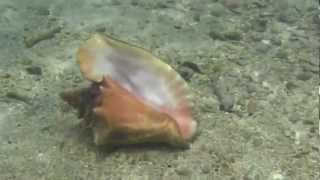 CarruchoBotuto Strombus gigas  Queen Conch [upl. by Mimi]