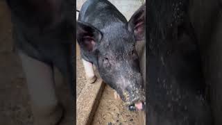 My farm pig pregnant pure duroc riverland [upl. by Lucas]