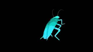 Rainbow cockroach dances to Daft Punk Around the World 10 hours [upl. by Nerval]