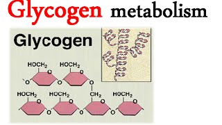 Glycogen metabolism [upl. by Edaw211]