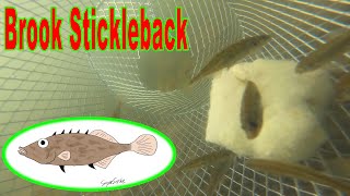 Brook Stickleback [upl. by Blackstock]