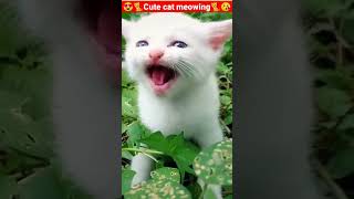 Cat Meowing🌹🐈🐈🌹Cat Sound Cute Cat Videos shorts cat cats dog puppy catlover catfunnyshorts [upl. by Xeno723]