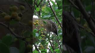 Plain Chachalaca Feeding nature naturelovers birds birdwatching birdslover birding [upl. by Hayyim]