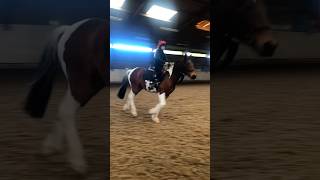 Cantering albs equestrian canter horseriding pony skewbald [upl. by Koh]