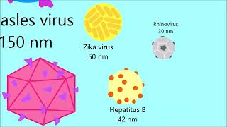 Microscopic Size Comparison [upl. by Suhpoelc]