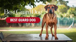 Rhodesian Ridgeback IS the TOP Guard Dog for PROTECTION [upl. by Sedgewake]