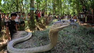 KING COBRA SING LAKI NG HITA NG BATA PART 2 [upl. by Greer]