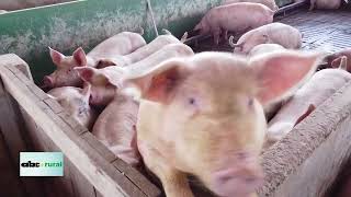 Exportación de carne de cerdo de Paraguay va por buen camino [upl. by Raymond610]