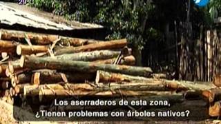 Deforestación origen de los productos derivados de la madera y ley de protección  14102014 [upl. by Peppie]