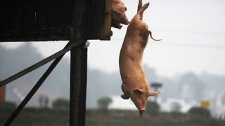 Training für Schweine Fit durch Turmspringen  DER SPIEGEL [upl. by Magocsi]