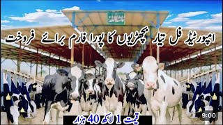 chaudhary Dairy Farm  heifers for sale in punjab  pregnant heifers  pk janwar mandi￼ [upl. by Nilrem888]