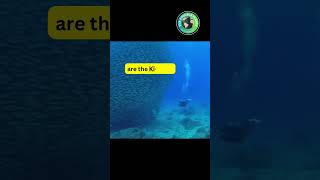 Who’s the Killer viralvideo facts ocean life explore youtubeshorts shorts ytshorts growth [upl. by Ahsocin]