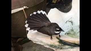 Philippine pied fantail maria capra  Rhipidura nigritorquis [upl. by Arber418]