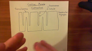 Cardiac Muscle Contraction Part 1 [upl. by Aicsila363]