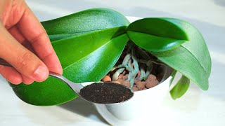 Heres how to repot and treat an old orchid with lots of roots it will thank you [upl. by Towers513]