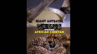 Giant Anteater Vs African Cheetah [upl. by Ezana375]